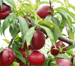 Fantasia Nectarine Trees - Wholesale