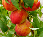 Goldmine Nectarine Trees - Wholesale