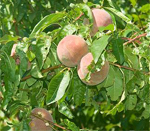 Black Boy Peach Trees - Wholesale