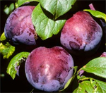 Black Doris Plum Trees - Wholesale