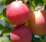 Burbank Plum Trees - Wholesale