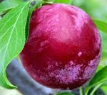 Duffs Early Jewel Plum Trees - Wholesale