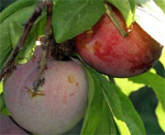 Elephant Heart Plum Trees - Wholesale