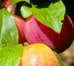 Fortune Plum Trees - Wholesale