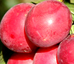 Omega Plum Trees - Wholesale