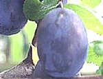 Purple King Plum Trees - Wholesale