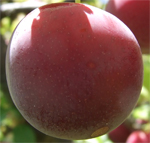 Red Doris Plum Trees - Wholesale