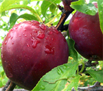 Sultan Plum Trees - Wholesale